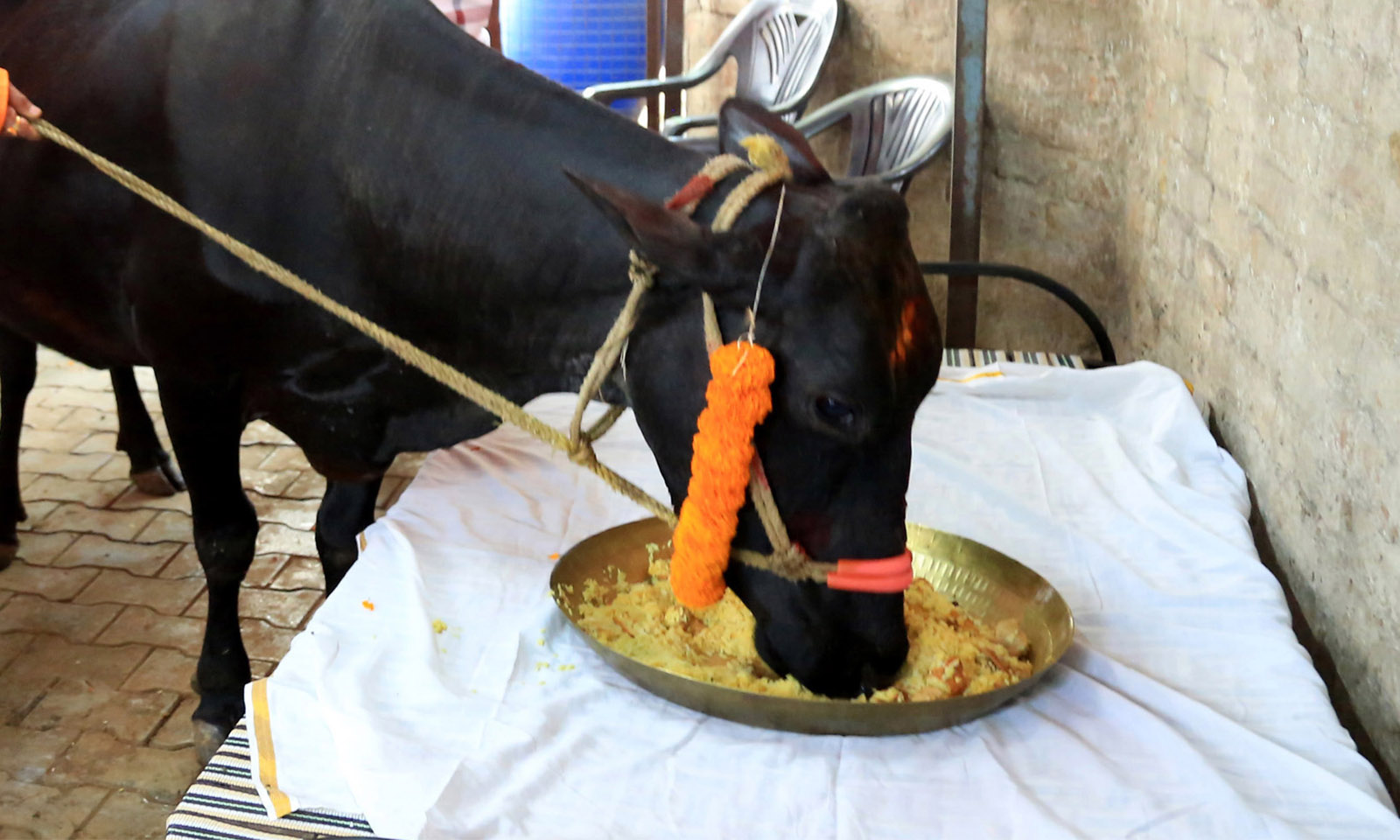 गौ पूजन की सजीव परंपरा