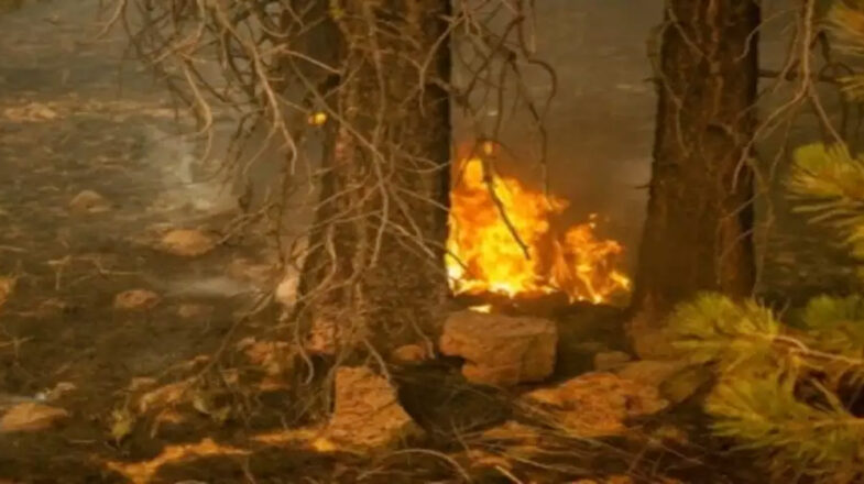 चिली में जंगल की आग से मरने वालों की संख्या हुई 122