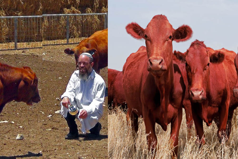 Israel Red Heifer cows