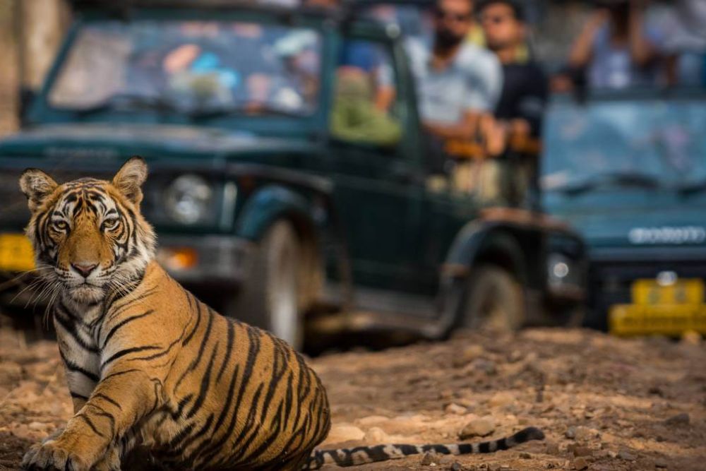 Jaipur Tiger Safari