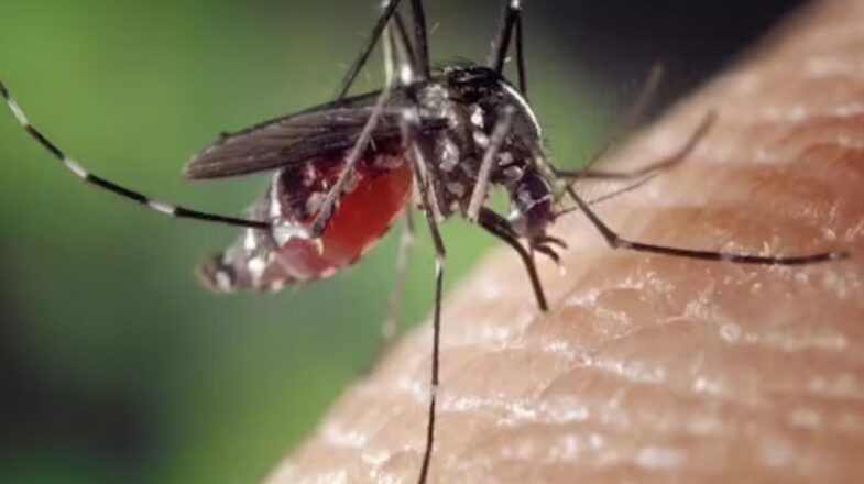जीका वायरस, डेंगू और मलेरिया में क्या है अंतर? जानें…