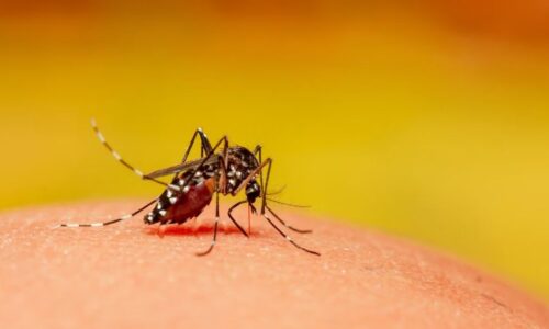 बरसात के मौसम में ज्यादा लोग होते हैं डेंगू का शिकार, जानें इसके लक्षण और बचाव के तरीके