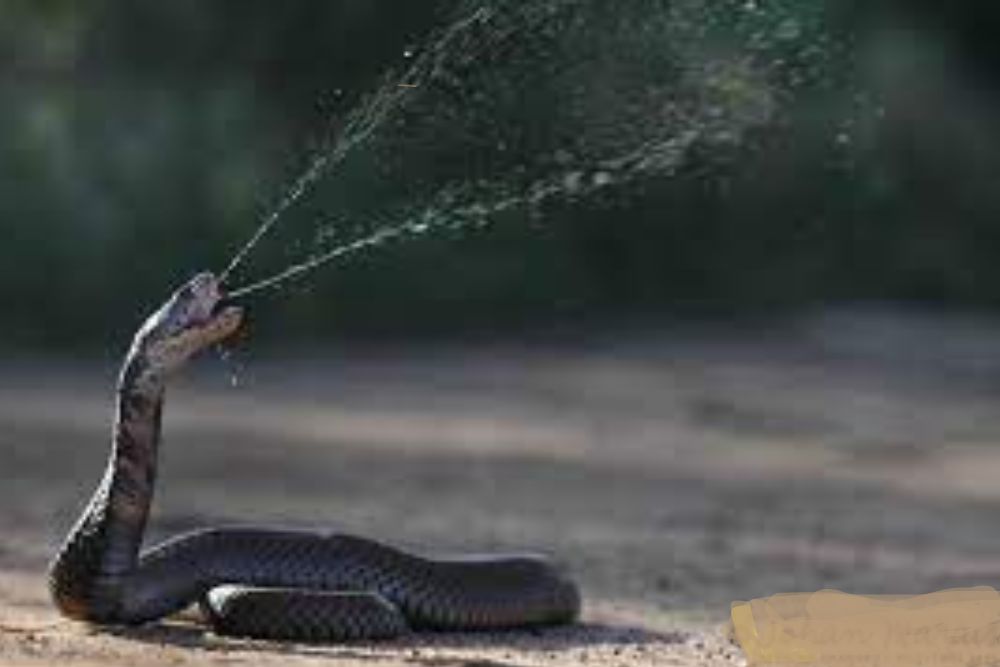 most poisonous snakes of India